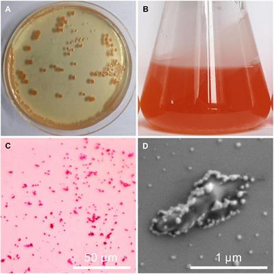 High Mg/Ca Molar Ratios Promote Protodolomite Precipitation Induced by the Extreme Halophilic Bacterium Vibrio harveyi QPL2